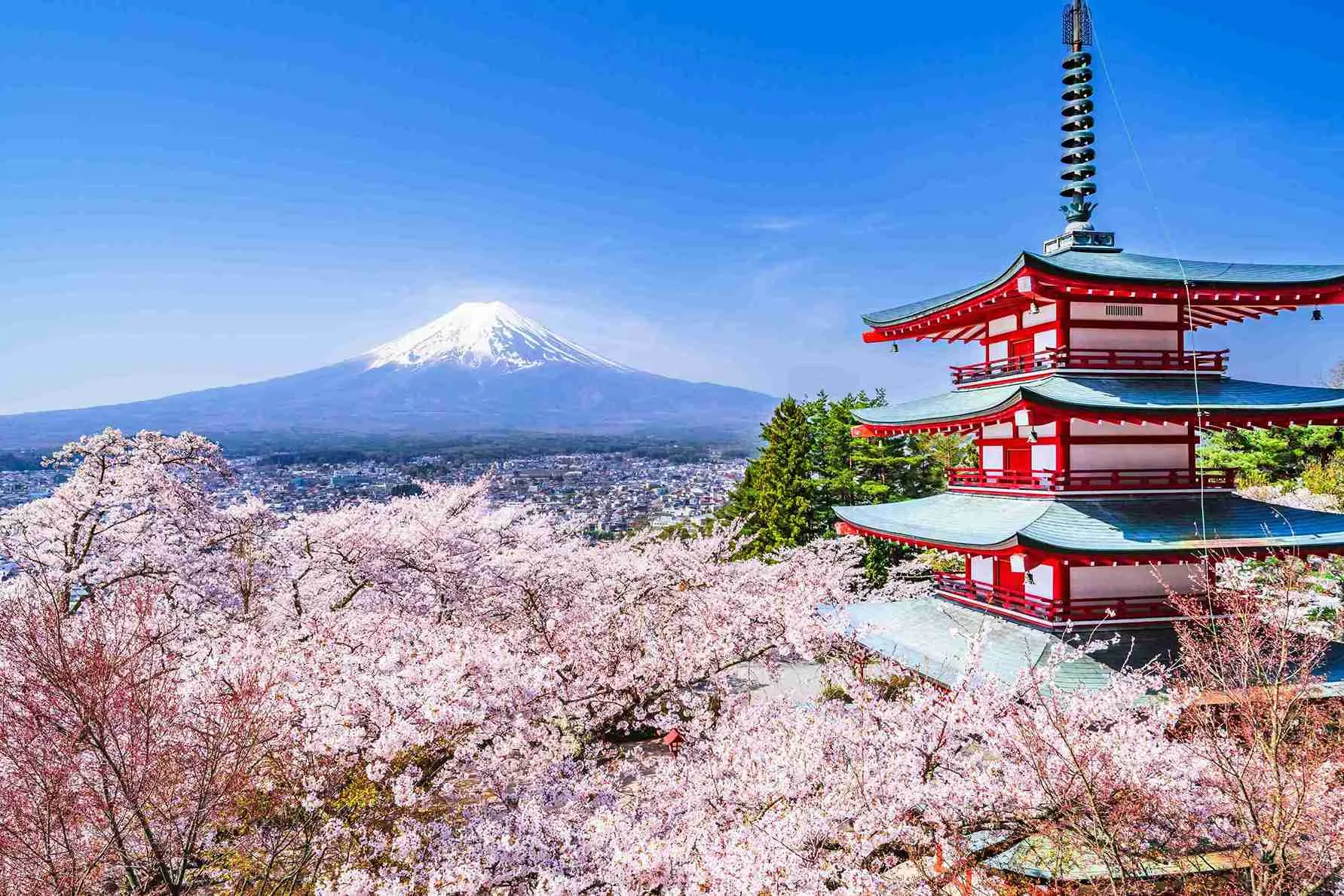 Japan Early Cherry Blossom from Delhi | 7N/8D